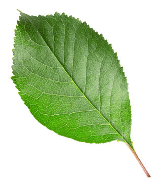cherry leaf isolated on a white background