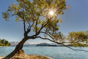 Fototapeta na wymiar Wanaka tree in New Zealand