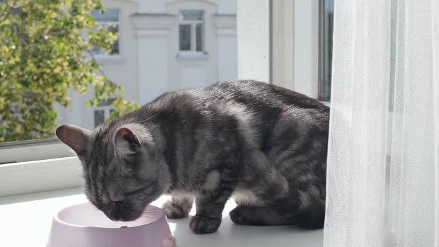 Black smoke tabby british cat eat sitting on a window sill