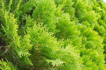 close-up view of pine trees