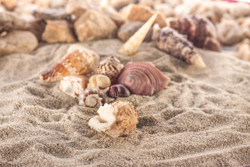 sea shells