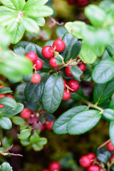 Ripe red lingonberry, partridgeberry, or cowberry grows in pine forest.