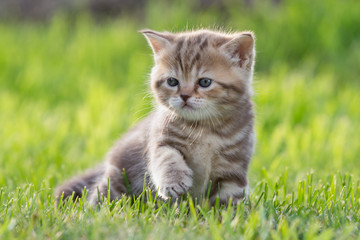 Naklejka na ściany i meble baby cat or kitten in green grass