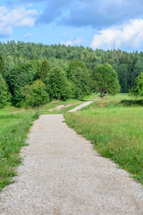 country road in forest