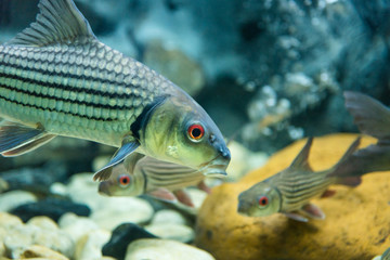Fototapeta premium Freshwater fish is the fish tank.