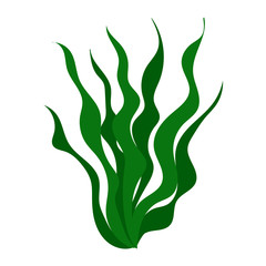 Green algae isolated illustration on white background