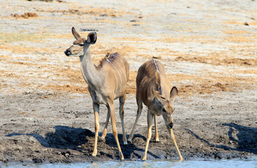 Two female kudu standing on the edge of a waterhole, with one alert and the other drinking in Etosha
