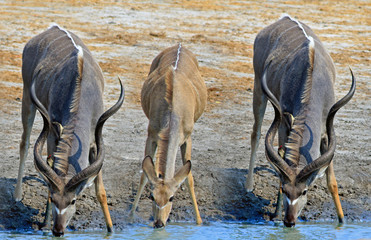 Three Kudu with heads down drinking from a waterhole