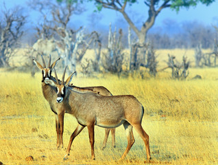 Roan Antelope standing on the dry yellow plains in Hwange, Zimbabwe