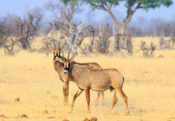Naklejka na ściany i meble Two Roan Antelopes standing on the plains in Hwange, Zimbabwe