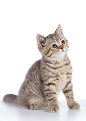 Cute scottish shorthair kitten cat isolated on white background
