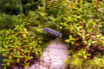 Freshwater fish is the fish tank.