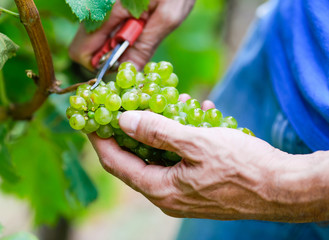 Naklejka na ściany i meble Caucasian farmer clipping grapes from vine