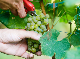 Caucasian farmer clipping grapes from vine
