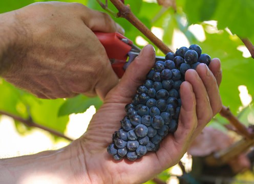 Caucasian farmer clipping grapes from vine