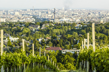 Wien, Kahlenberg, Weingarten, Blick auf die Stadt, Österreich,