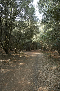 pista ciclabile
