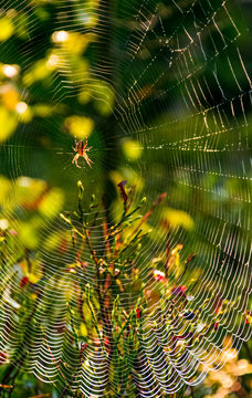 red spider in the web on beautiful foliage bokeh