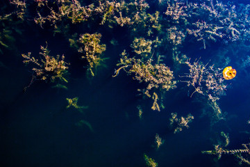 Fototapeta na wymiar abstract underwater plants at a lake