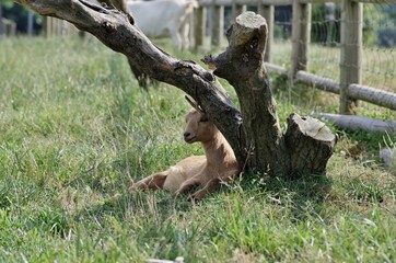 牧場の子ヤギ