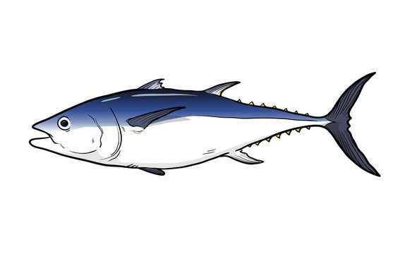 Tuna Fish Vector Illustration, a hand drawn vector cartoon illustration of  a tuna fish. Stock Vector | Adobe Stock