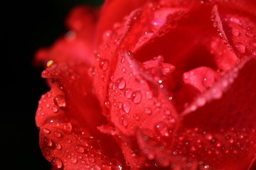Petals of red rose and rain drops