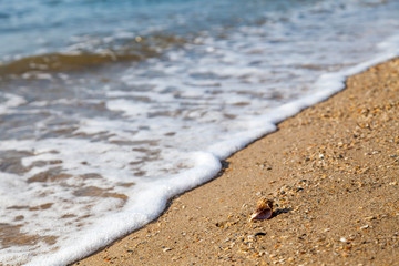 Vacation relax concept, sea landscape with shell and waves