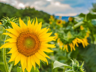 Sunflowers