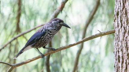 Nutcracker, adult - Sitting in a tree