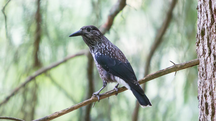 Nutcracker, adult - Sitting in a tree