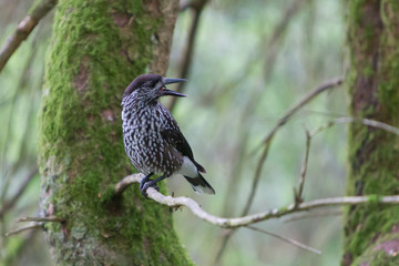 Nutcracker, adult - Sitting in a tree