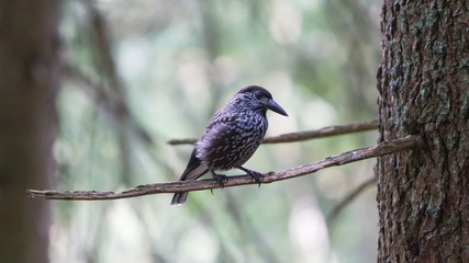 Nutcracker, adult - Sitting in a tree
