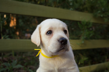 Close up picture of cute one month labrador puppy on blue table 