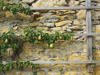 Old pear tree