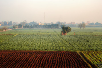 Farm Field in Egypt