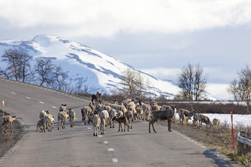 Fototapeta premium Rentierherde überquert Straße in Lappland