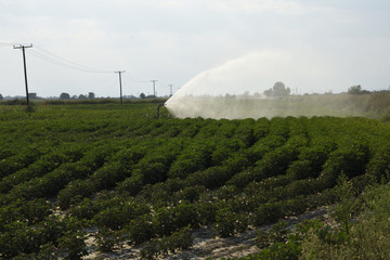Cotton field with running irrigation
