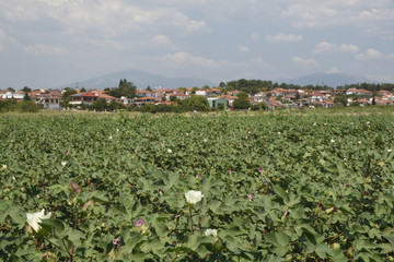 Flowering cotton field with the village (Nea Pella) and mountains in background