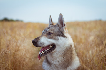 Pictures of grey wolf dog,russian hunting dog , west siberian laika posing in fields 