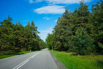 highway in the middle of green pine trees under a bright blue sky