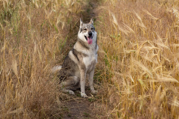 Pictures of grey wolf dog,russian hunting dog , west siberian laika posing in fields 