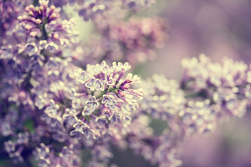 Nature background with lilac flowers. Soft focus.