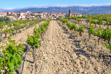 Vineyard and town of Elciego, Rioja Alavesa, Spain