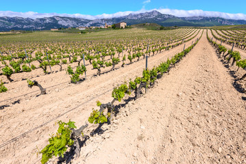 Vineyard with Paganos as background, Rioja Alavesa, Spain