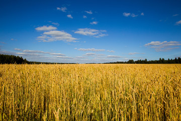 Wheat field on a summer sunny day