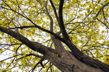 Beautiful flowers in the garden