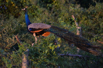 Sri Lankan Peacock