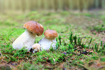 Porcini mushroom in the autumn forest.