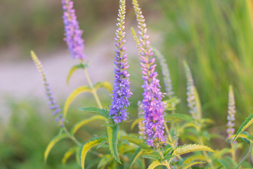 Obraz premium Summer purple flowers on a background of green grass