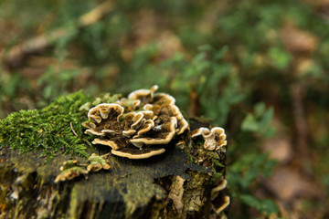 Mushrooms growing from fallen tree